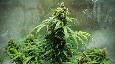 Royal Dwarf kannabisznövény kompakt, szüretre kész virágokkal, gyantás virágokkal, narancssárga bibékkel és zöld lombozattal egy fényvisszaverő termesztősátorban.