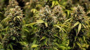 Granddaddy Purple Auto termesztési napló: betakarítási borítókép Granddaddy Purple Auto kannabisvirágok közelről, sűrű, trichomákkal borított colákkal, narancssárga bibékkel, érett zöld virágokkal és fagyos gyantával betakarítás előtt.