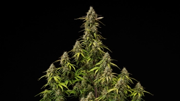 Érett Atlas F1 kannabisz colák fekete háttér előtt, gyantás virágokkal, narancssárga bibékkel, fakuló levelekkel és szüretre kész virágzási növekedéssel a grow report borítójához.