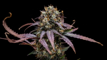 North Thunderfuck Auto kannabisznövény kompakt, betakarításra kész bugákkal, gyantás virágokkal, narancssárga bibékkel és zöld lombozattal egy fényvisszaverő termesztősátorban.