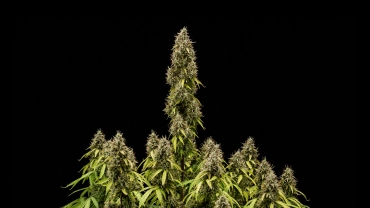 Pink Mist Auto termesztési beszámoló: érett virágok betakarításkor Érett Pink Mist Auto kannabisznövény magas központi fővirágzattal, sűrű, trichómákkal borított virágokkal és több virágzó ággal fekete háttér előtt.