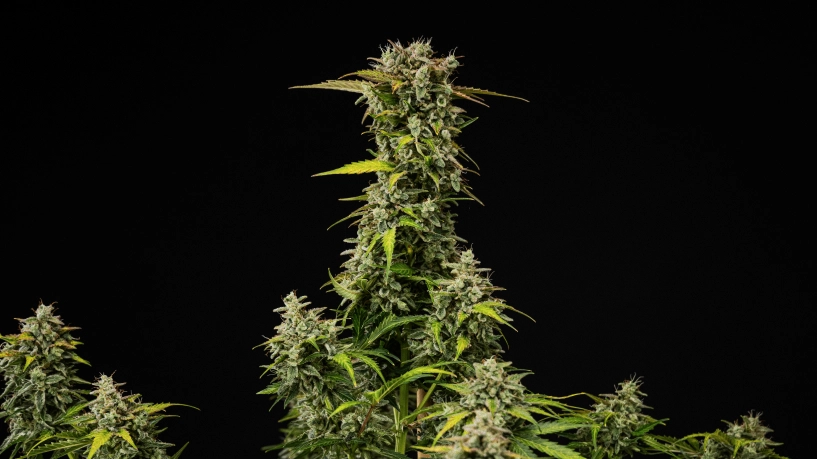 Érett Royal Creamatic kannabisznövény sűrű, gyantás virágokkal, fagyos trichomákkal és magas főkolával fekete háttér előtt.