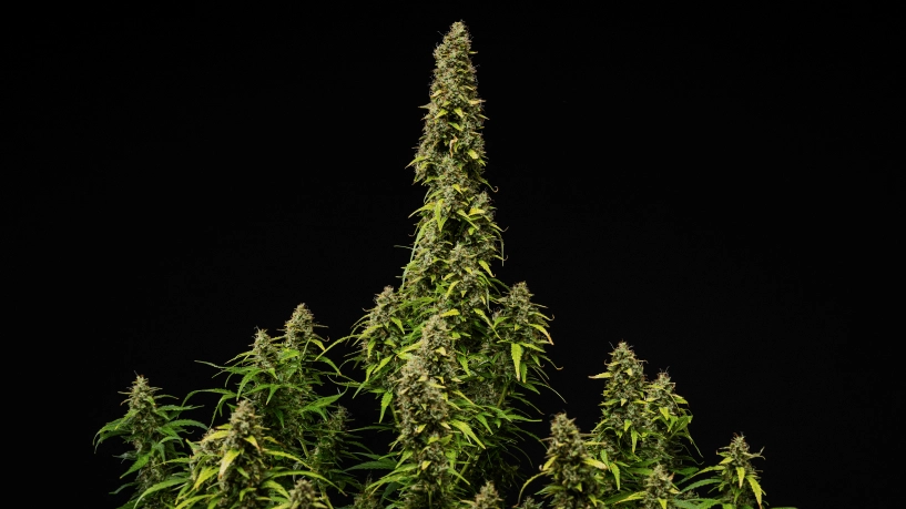 Érett Wedding Cake Auto kannabisznövény fekete háttér előtt, sűrű gyantás virágokkal, fakuló levelekkel és magas központi colával a virágzás utolsó szakaszában.