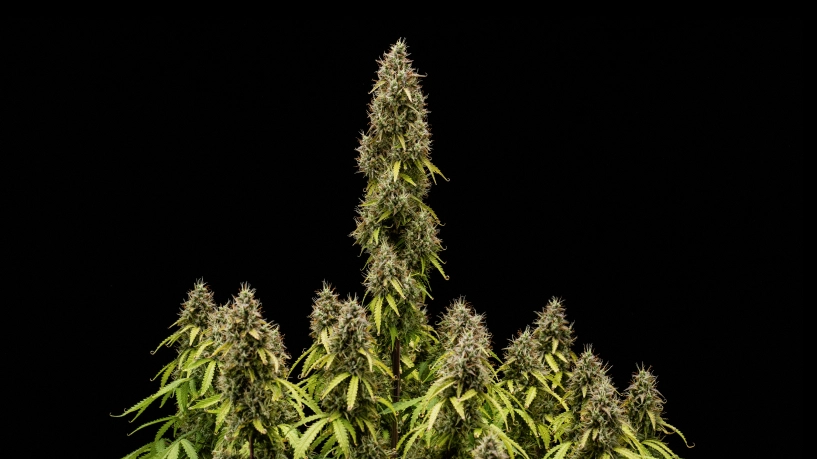 Pink Mist Auto termesztési beszámoló: érett virágok betakarításkor Érett Pink Mist Auto kannabisznövény magas központi fővirágzattal, sűrű, trichómákkal borított virágokkal és több virágzó ággal fekete háttér előtt.