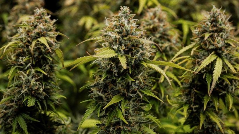 Granddaddy Purple Auto termesztési napló: betakarítási borítókép Granddaddy Purple Auto kannabisvirágok közelről, sűrű, trichomákkal borított colákkal, narancssárga bibékkel, érett zöld virágokkal és fagyos gyantával betakarítás előtt.