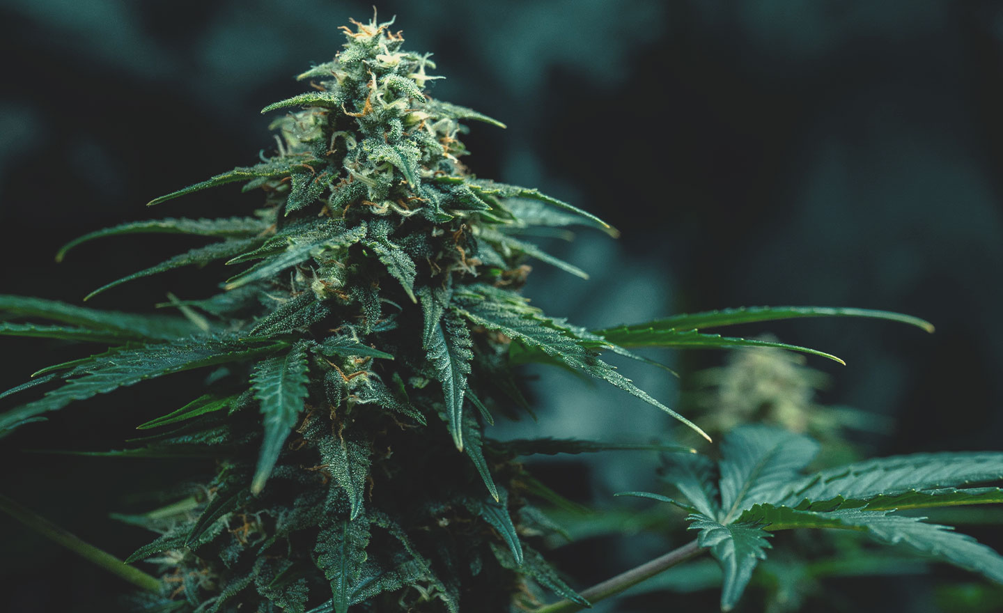 A Thai Kannabisz Genetika: Története és eredete A Thai Kannabisz Genetika: Története és eredete