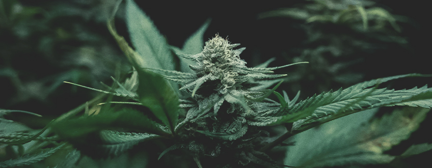 Kannabisz termesztés: az alapok megértése