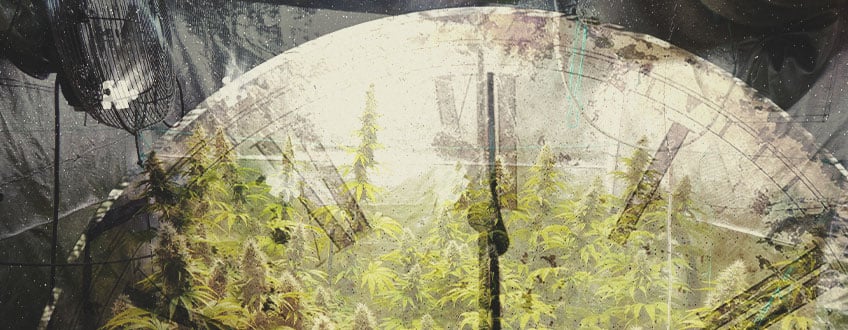 Mennyi idő szükséges a kannabisz beltéri termesztéséhez? Mennyi idő szükséges a kannabisz beltéri termesztéséhez?