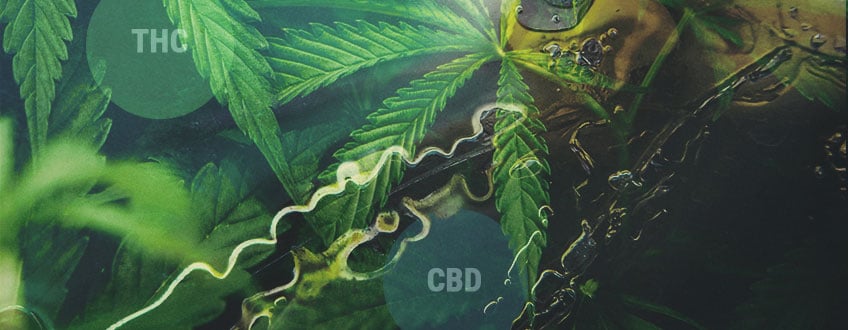 How THC And CBD Are Made: Understanding The Cannabinoid Pathway