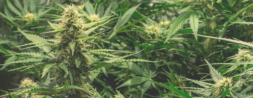 Hogyan maximalizálhatja a termést a az autovirágzó kannabisszal Hogyan maximalizálhatja a termést a az autovirágzó kannabisszal