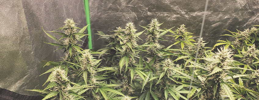 Mik azok az autovirágzó kannabisz magok? Mik azok az autovirágzó kannabisz magok?