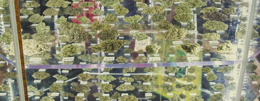 RQS Kannabisz Kupagyőztesek