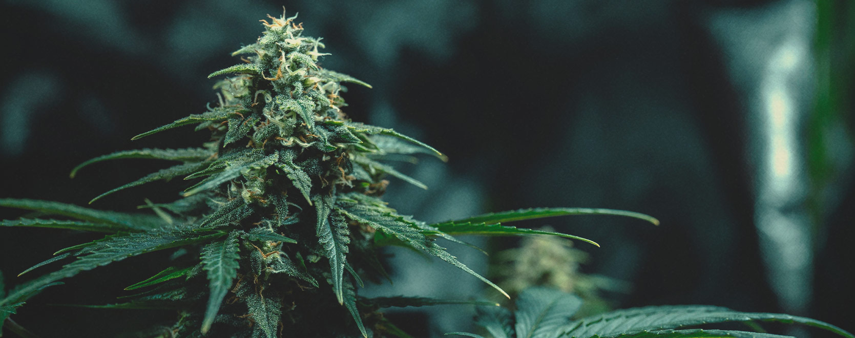 A Thai Kannabisz Genetika: Története és eredete A Thai Kannabisz Genetika: Története és eredete