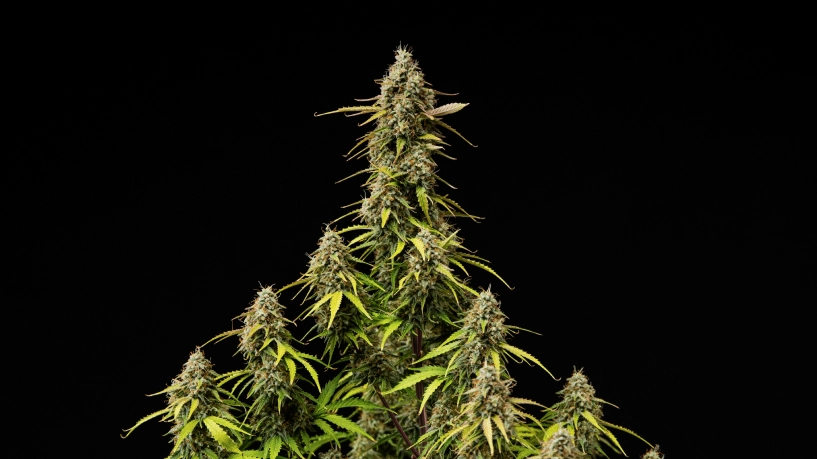 Érett Atlas F1 kannabisz colák fekete háttér előtt, gyantás virágokkal, narancssárga bibékkel, fakuló levelekkel és szüretre kész virágzási növekedéssel a grow report borítójához.