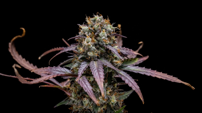 North Thunderfuck Auto kannabisznövény kompakt, betakarításra kész bugákkal, gyantás virágokkal, narancssárga bibékkel és zöld lombozattal egy fényvisszaverő termesztősátorban.
