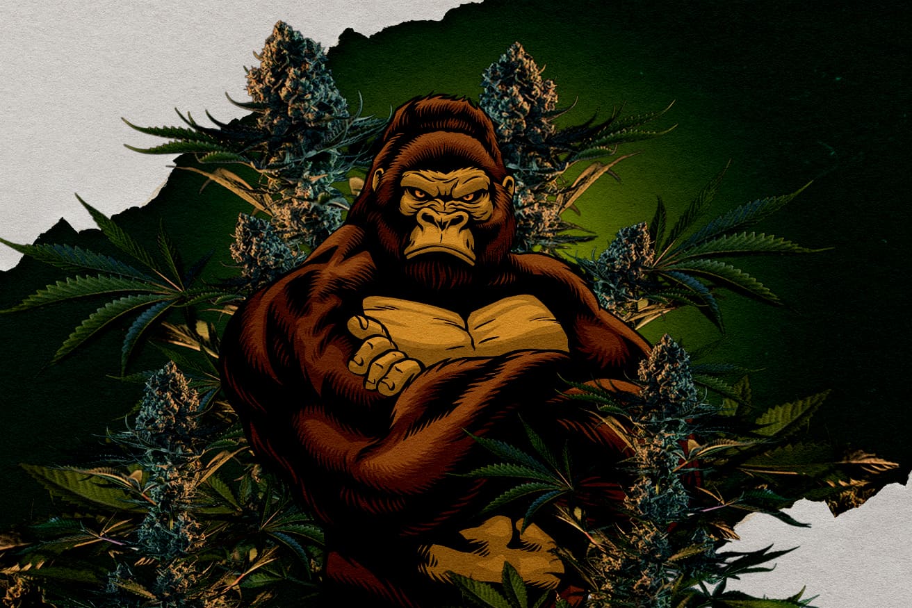 RQS Gorilla Fajok: Melyik a Legerősebb? Egy gorilla illusztrációja, amelyet kannabisz bimbók vesznek körül, az RQS Gorilla fajokat ábrázolva, kérdés, melyik a legerősebb.