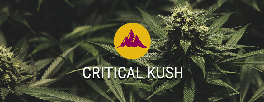 Critical Kush