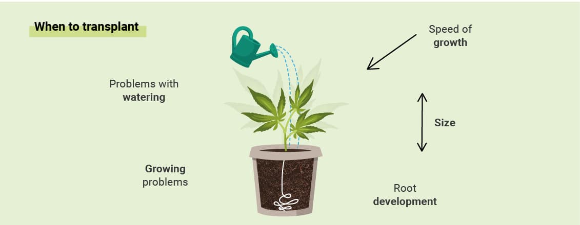 MIKOR ÜLTESSE ÁT KANNABISZÁT?