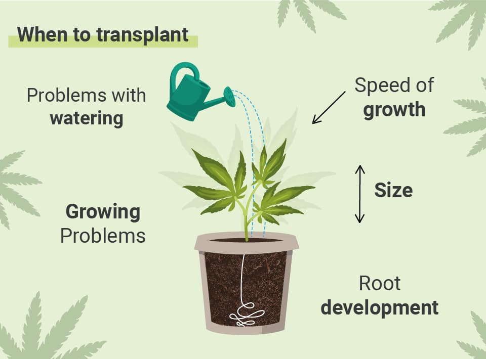 MIKOR ÜLTESSE ÁT KANNABISZÁT?