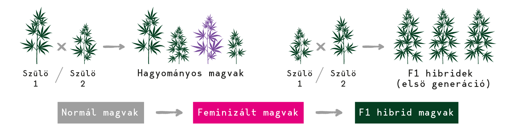 F1 kannabiszmag feminizált