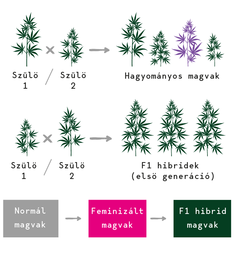 F1 hibrid kannabiszmagok