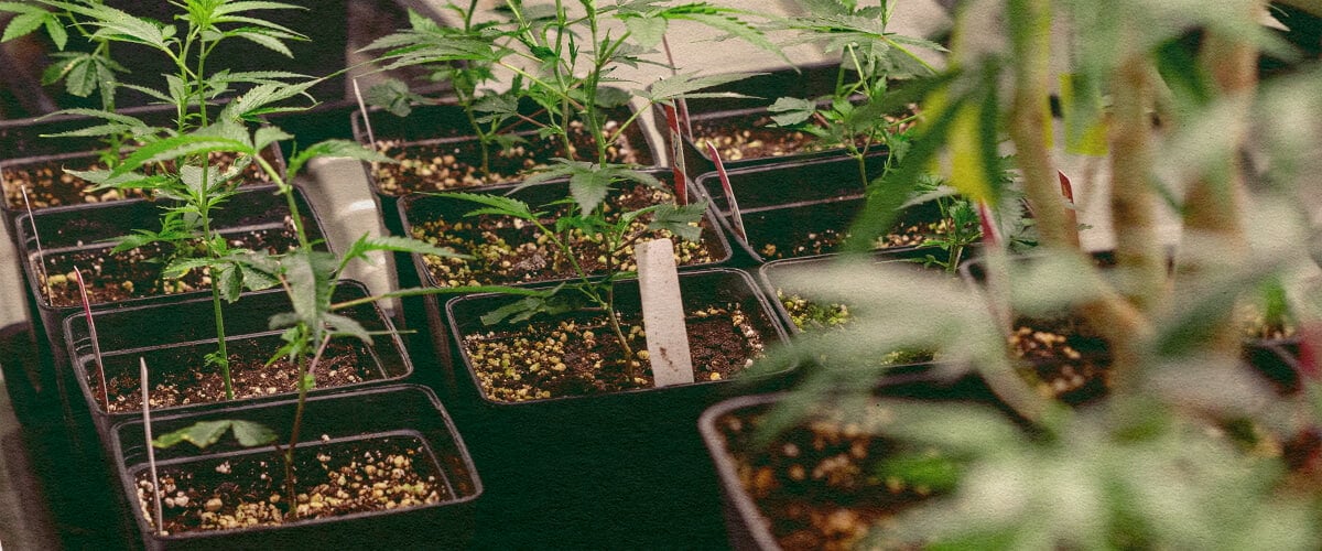 Genotípus vs Fenotípus: Kannabisz Növények Cserepekben Kannabisz növények fekete cserepekben földdel, genetikai jegyeket mutatva a genotípus vs fenotípus összehasonlításhoz, ideális kannabisz termesztési oktatáshoz.