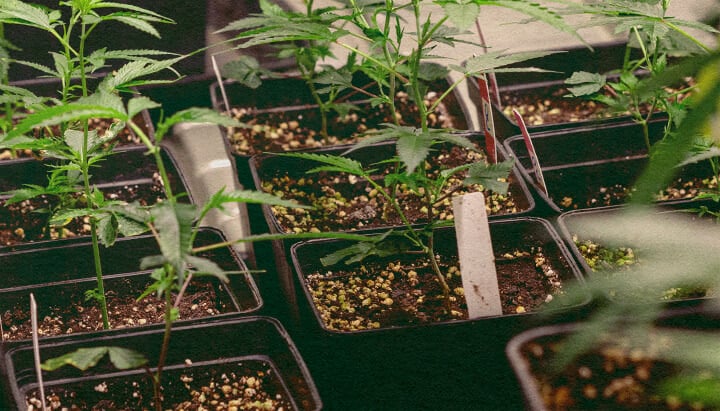 Genotípus vs Fenotípus: Kannabisz Növények Cserepekben Kannabisz növények fekete cserepekben földdel, genetikai jegyeket mutatva a genotípus vs fenotípus összehasonlításhoz, ideális kannabisz termesztési oktatáshoz.