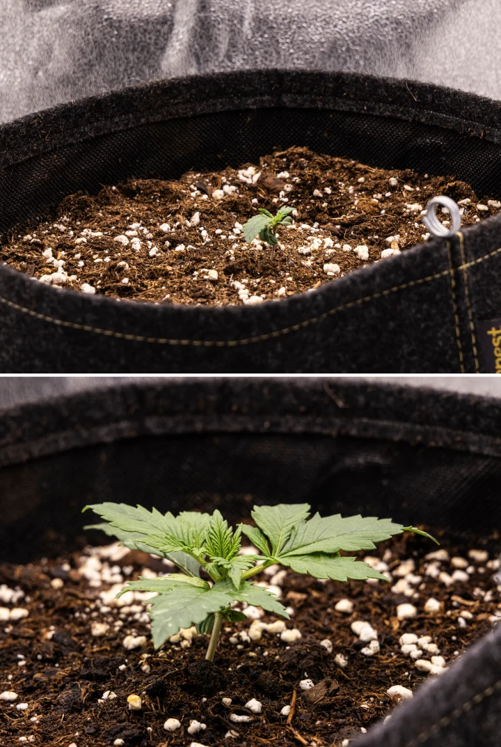 Granddaddy Purple Auto 1. hét: palánta szakasz Granddaddy Purple Auto kannabisz palánta az 1. héten, korai növekedéssel egy 11 literes szövetcserépben közvetlen vetés után, nyitott sziklevelekkel és fejlődő első valódi levelekkel.