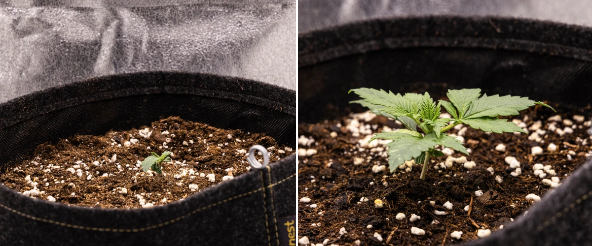 Granddaddy Purple Auto 1. hét: palánta szakasz Granddaddy Purple Auto kannabisz palánta az 1. héten, korai növekedéssel egy 11 literes szövetcserépben közvetlen vetés után, nyitott sziklevelekkel és fejlődő első valódi levelekkel.