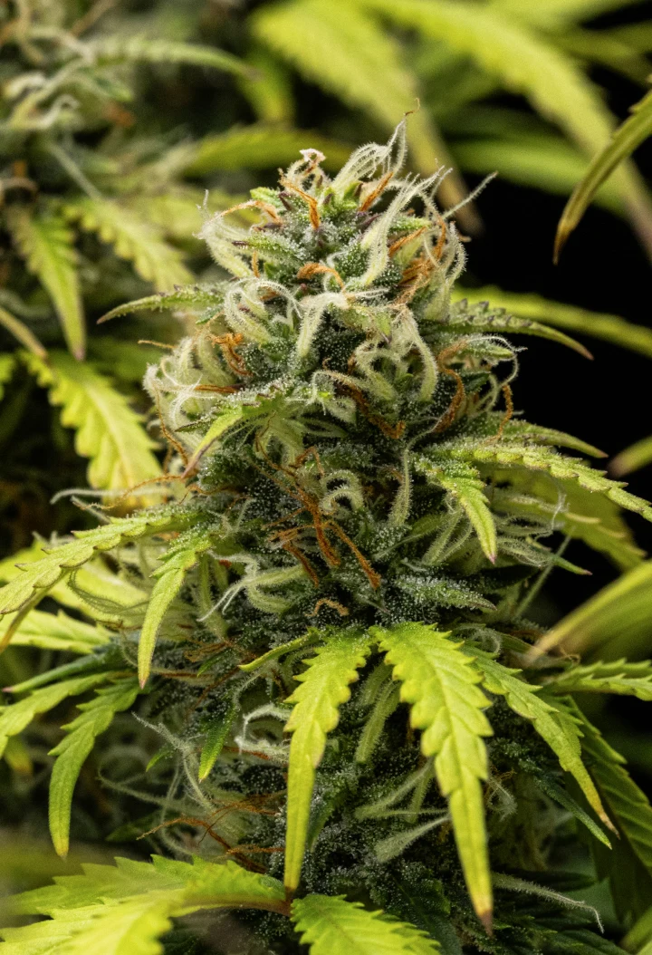 Granddaddy Purple Auto 10. hét: gyümölcsös virágok betakarítás előtt Granddaddy Purple Auto kannabisznövény a 10. héten, érett, trichomákkal borított virágokkal, gyümölcsös virágzó colákkal, narancssárga bibékkel és sárguló őszi levelekkel, ahogy közeledik a betakarítás.