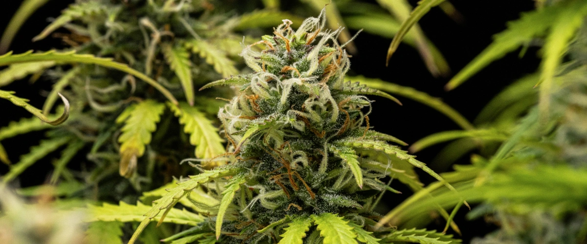 Granddaddy Purple Auto 10. hét: gyümölcsös virágok betakarítás előtt Granddaddy Purple Auto kannabisznövény a 10. héten, érett, trichomákkal borított virágokkal, gyümölcsös virágzó colákkal, narancssárga bibékkel és sárguló őszi levelekkel, ahogy közeledik a betakarítás.