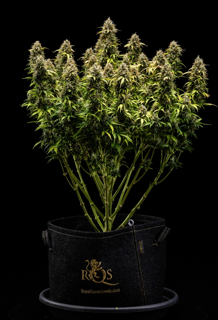 Granddaddy Purple Auto 11. hét: készen áll a betakarításra Granddaddy Purple Auto kannabisznövény a 11. héten, kőkemény, trichomákkal borított virágokkal, gyümölcsös érett colákkal, mély őszi sárga levelekkel és betakarításra kész virágokkal.