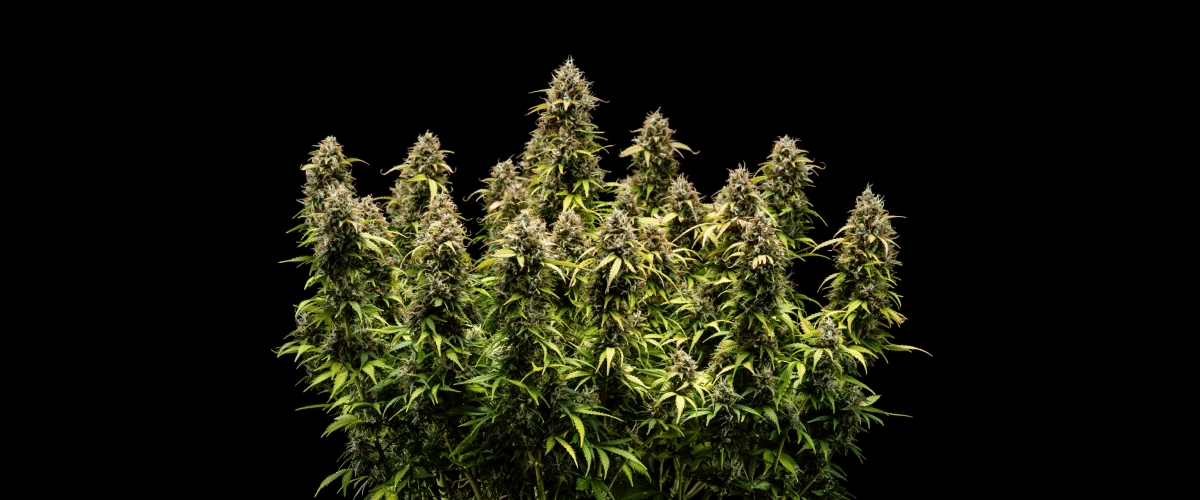 Granddaddy Purple Auto 11. hét: készen áll a betakarításra Granddaddy Purple Auto kannabisznövény a 11. héten, kőkemény, trichomákkal borított virágokkal, gyümölcsös érett colákkal, mély őszi sárga levelekkel és betakarításra kész virágokkal.