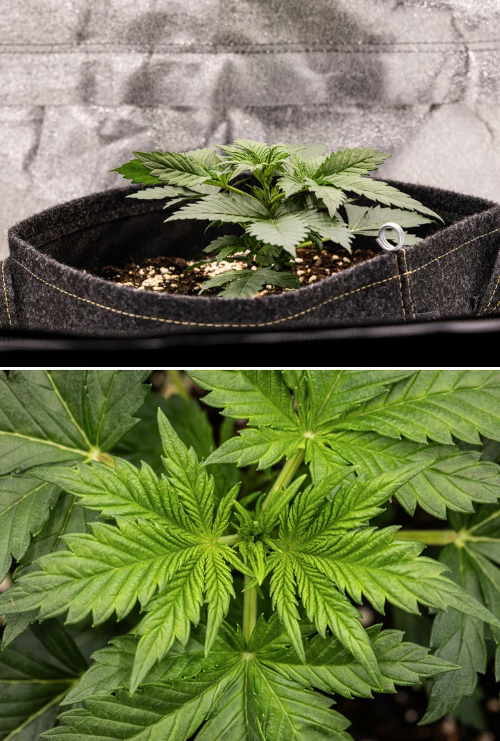 Granddaddy Purple Auto kannabisznövény a 2. héten, erősebb korai vegetatív növekedéssel, friss elágazással, egészséges zöld levelekkel és felépüléssel az egyenetlen palántakezdés után.