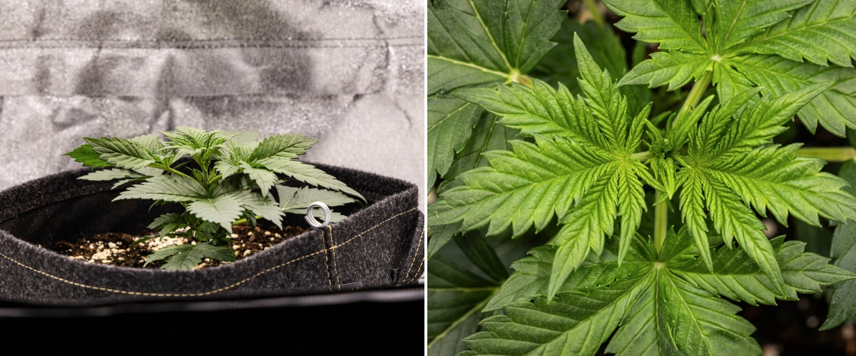 Granddaddy Purple Auto 2. hét: korai vegetatív növekedés Granddaddy Purple Auto kannabisznövény a 2. héten, erősebb korai vegetatív növekedéssel, friss elágazással, egészséges zöld levelekkel és felépüléssel az egyenetlen palántakezdés után.