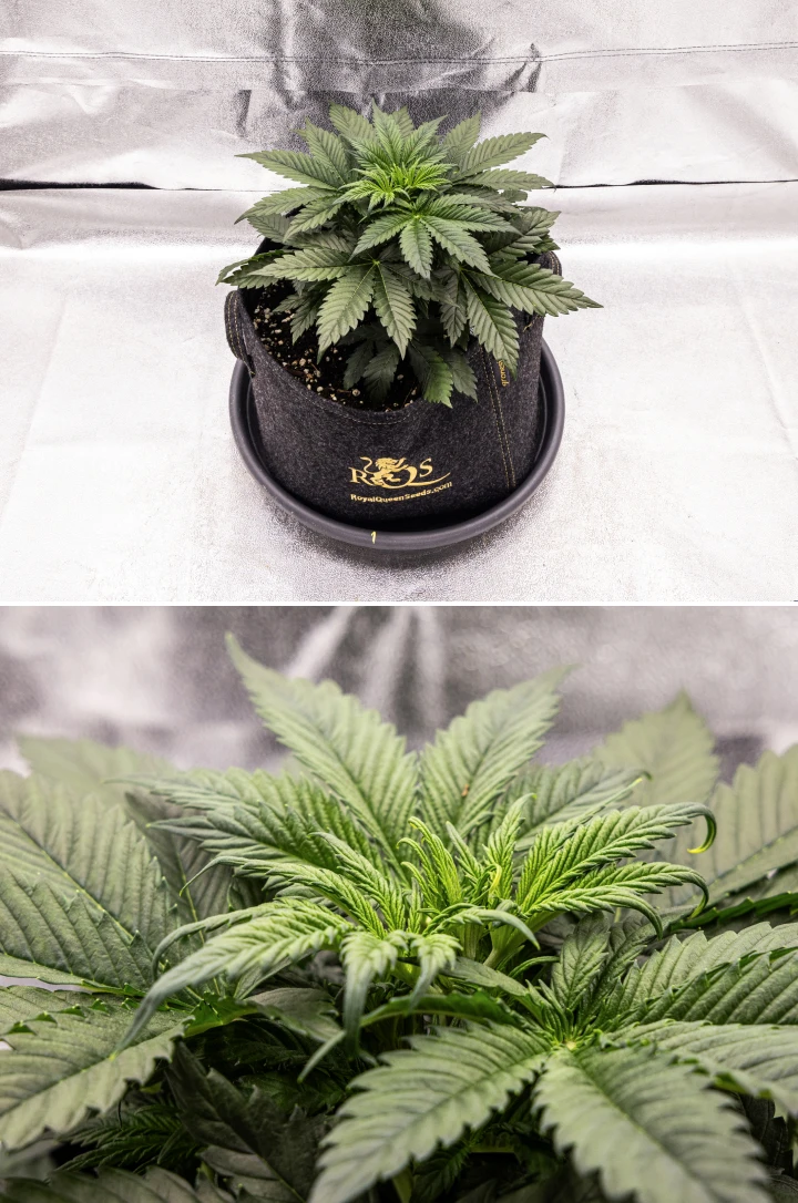 Granddaddy Purple Auto kannabisznövény a 3. héten, egyenletes vegetatív növekedéssel, egészséges legyezőlevelekből álló teljes koronával és kompakt, egyenletes szerkezettel a virágzás kezdete előtt.