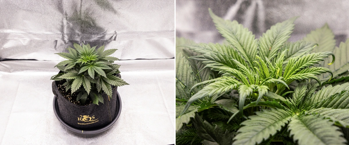 Granddaddy Purple Auto 3. hét: vegetatív növekedés Granddaddy Purple Auto kannabisznövény a 3. héten, egyenletes vegetatív növekedéssel, egészséges legyezőlevelekből álló teljes koronával és kompakt, egyenletes szerkezettel a virágzás kezdete előtt.