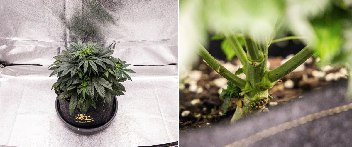 Granddaddy Purple Auto kannabisznövény a 4. héten, kompakt sötétzöld lombkoronával, erős szárfejlődéssel és az első fehér bibékkel, ahogy a virágzás elkezdődik.