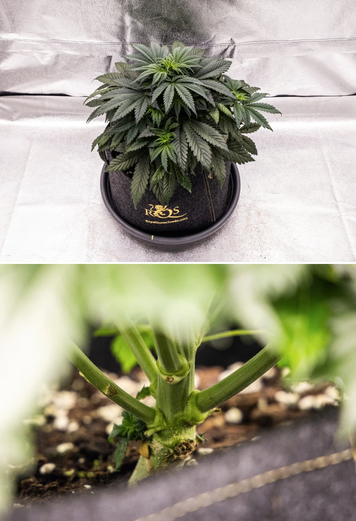 Granddaddy Purple Auto kannabisznövény a 4. héten, kompakt sötétzöld lombkoronával, erős szárfejlődéssel és az első fehér bibékkel, ahogy a virágzás elkezdődik.