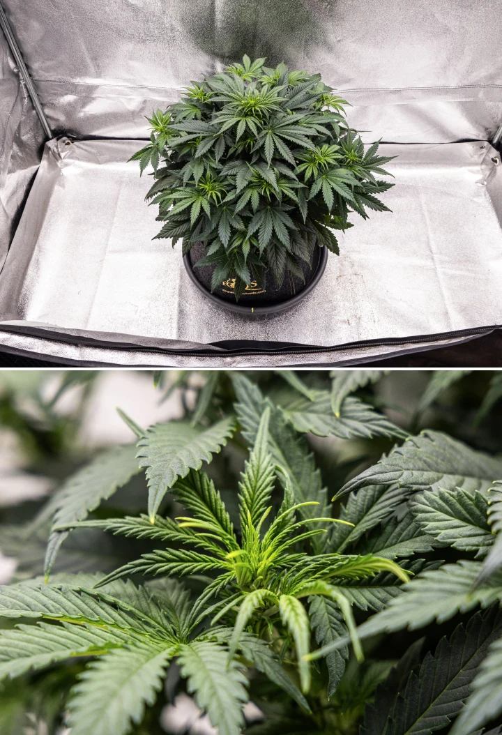 Granddaddy Purple Auto 5. hét: kezdődik a virágzás Granddaddy Purple Auto kannabisznövény az 5. héten, a virágzás kezdetével, sűrű sötétzöld lombozattal, fejlődő virágzási pontokkal és új virágnövekedéssel az ágak mentén.