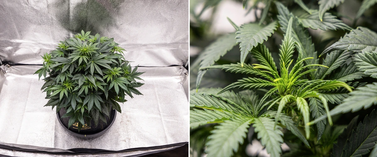 Granddaddy Purple Auto 5. hét: kezdődik a virágzás Granddaddy Purple Auto kannabisznövény az 5. héten, a virágzás kezdetével, sűrű sötétzöld lombozattal, fejlődő virágzási pontokkal és új virágnövekedéssel az ágak mentén.