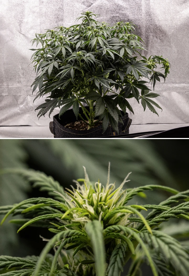 Granddaddy Purple Auto 6. hét: virágzó bokor Granddaddy Purple Auto kannabisznövény a 6. héten, sűrű sötétzöld virágzó lombkoronával, bokros ágszerkezettel, korai fehér bibékkel és egészséges virágfejlődéssel.