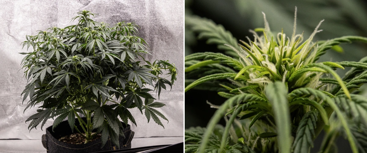 Granddaddy Purple Auto 6. hét: virágzó bokor Granddaddy Purple Auto kannabisznövény a 6. héten, sűrű sötétzöld virágzó lombkoronával, bokros ágszerkezettel, korai fehér bibékkel és egészséges virágfejlődéssel.