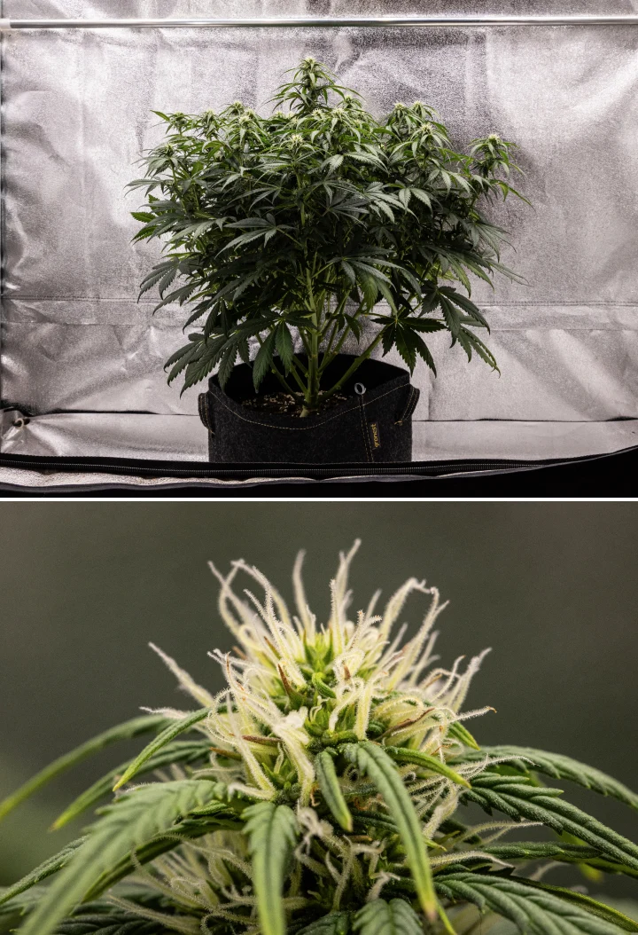 Granddaddy Purple Auto 7. hét: a virágok telődnek Granddaddy Purple Auto kannabisznövény a 7. héten, kompakt bokros szerkezettel, egészséges virágzási növekedéssel, telődő virágokkal és az alsó levelek enyhe sárgulásával, miközben a virágzás folytatódik.