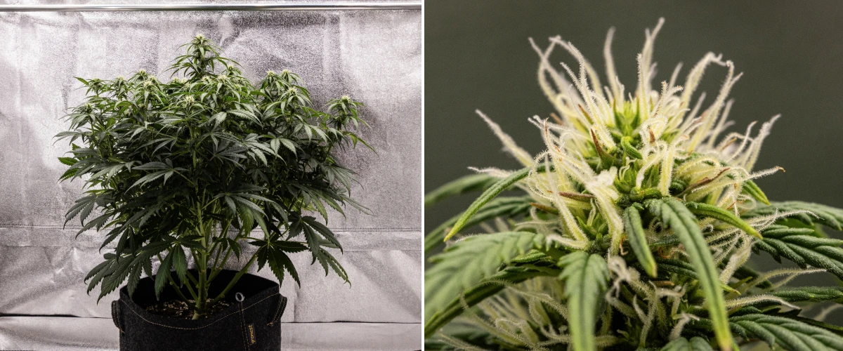 Granddaddy Purple Auto 7. hét: a virágok telődnek Granddaddy Purple Auto kannabisznövény a 7. héten, kompakt bokros szerkezettel, egészséges virágzási növekedéssel, telődő virágokkal és az alsó levelek enyhe sárgulásával, miközben a virágzás folytatódik.