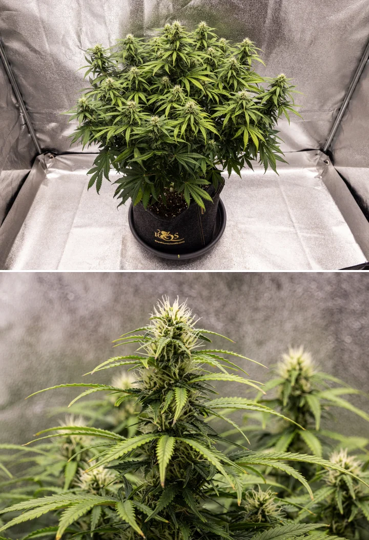 Granddaddy Purple Auto 8. hét: szilárd virágfejlődés Granddaddy Purple Auto kannabisznövény a 8. héten, szilárd virágfejlődéssel, kompakt telt lombkoronával, egészséges zöld lombozattal és vastag virágzó colákkal négy hét virágzás után.