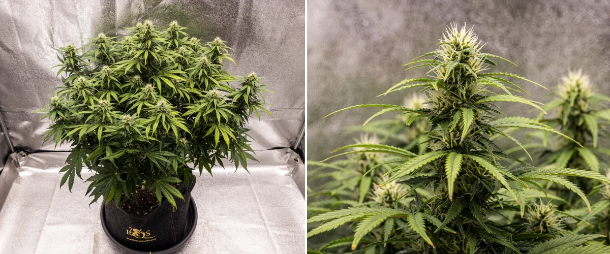 Granddaddy Purple Auto 8. hét: szilárd virágfejlődés Granddaddy Purple Auto kannabisznövény a 8. héten, szilárd virágfejlődéssel, kompakt telt lombkoronával, egészséges zöld lombozattal és vastag virágzó colákkal négy hét virágzás után.