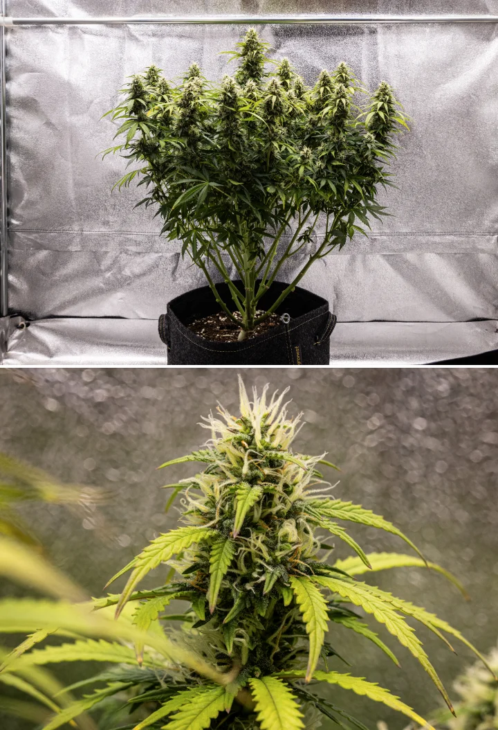 Granddaddy Purple Auto 9. hét: trichomákban gazdag virágok Granddaddy Purple Auto kannabisznövény a 9. héten, kemény, trichomákban gazdag virágokkal, csokorszerű virágzó ágakkal, világosabb zöld levelekkel és csillogó colákkal, amelyek közelednek az érettséghez.