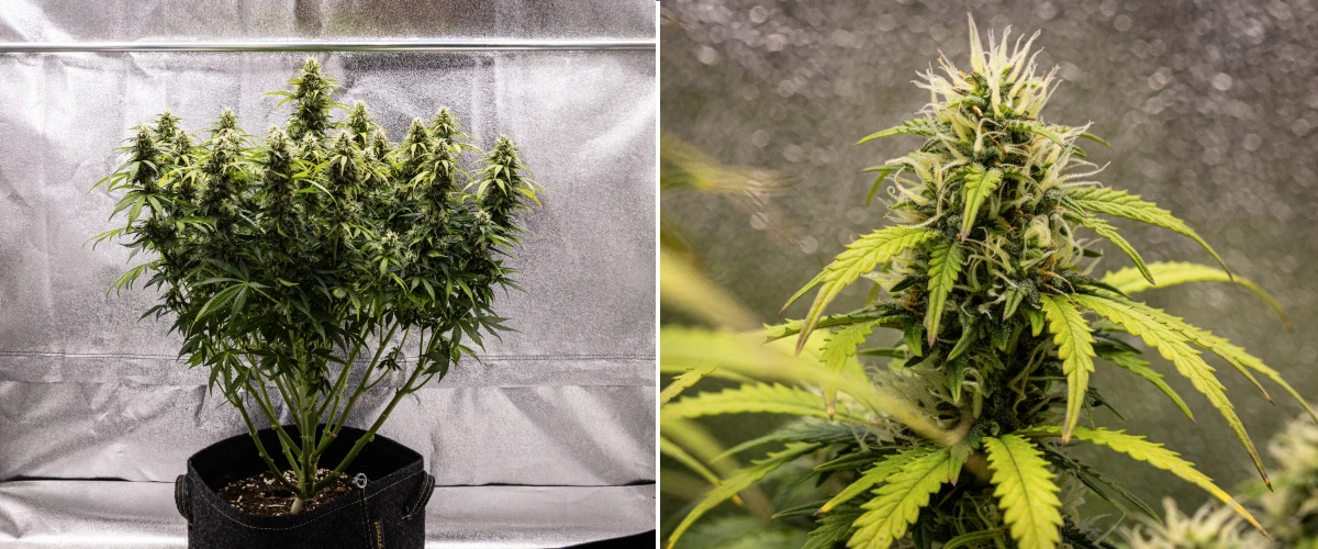 Granddaddy Purple Auto 9. hét: trichomákban gazdag virágok Granddaddy Purple Auto kannabisznövény a 9. héten, kemény, trichomákban gazdag virágokkal, csokorszerű virágzó ágakkal, világosabb zöld levelekkel és csillogó colákkal, amelyek közelednek az érettséghez.