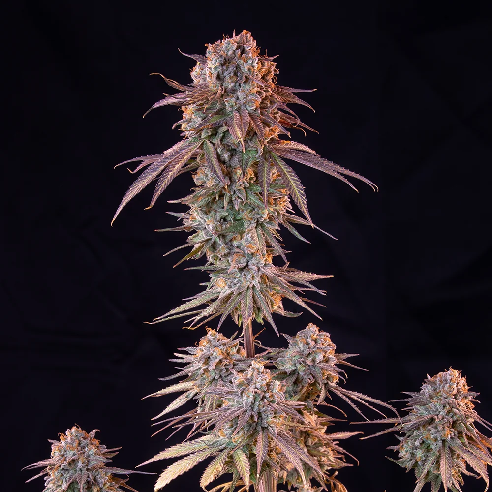 Green Crack Punch